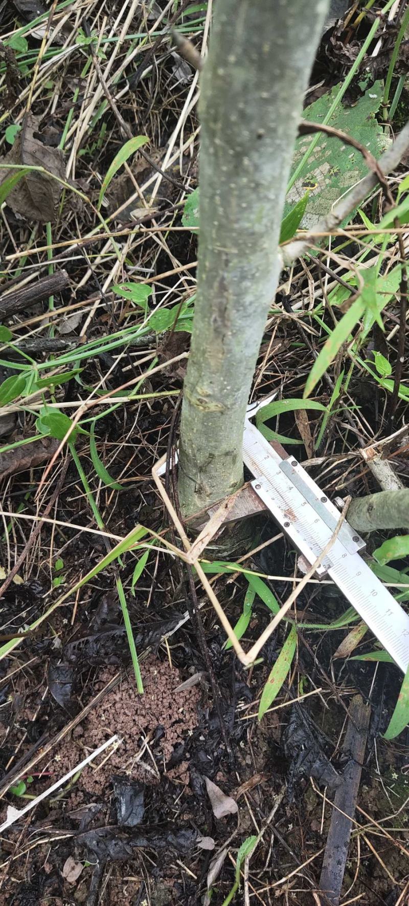 核桃苗核桃树苗，直接核桃树苗，毛核桃树苗
