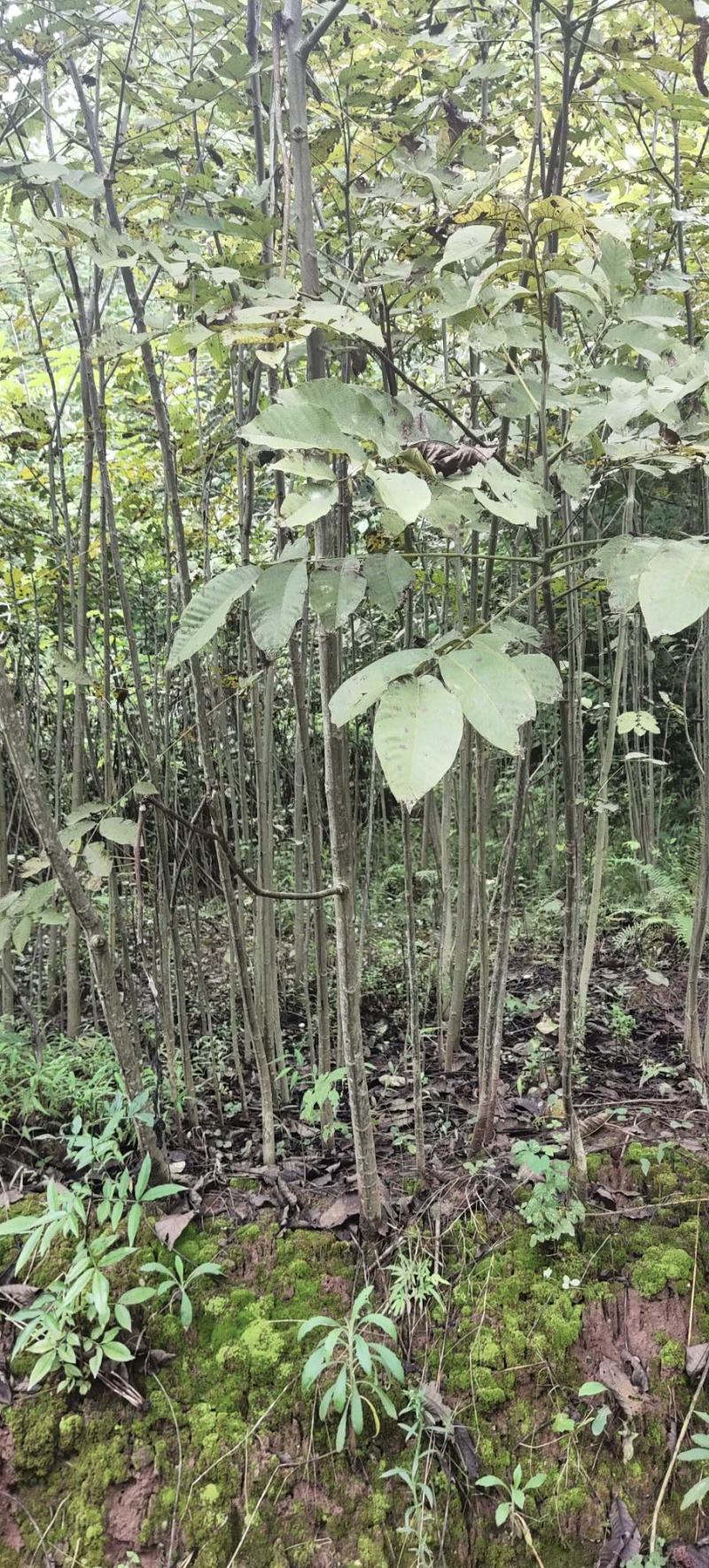 核桃苗核桃树苗，直接核桃树苗，毛核桃树苗