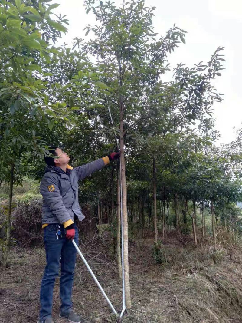 苗木种苗金丝楠木树苗