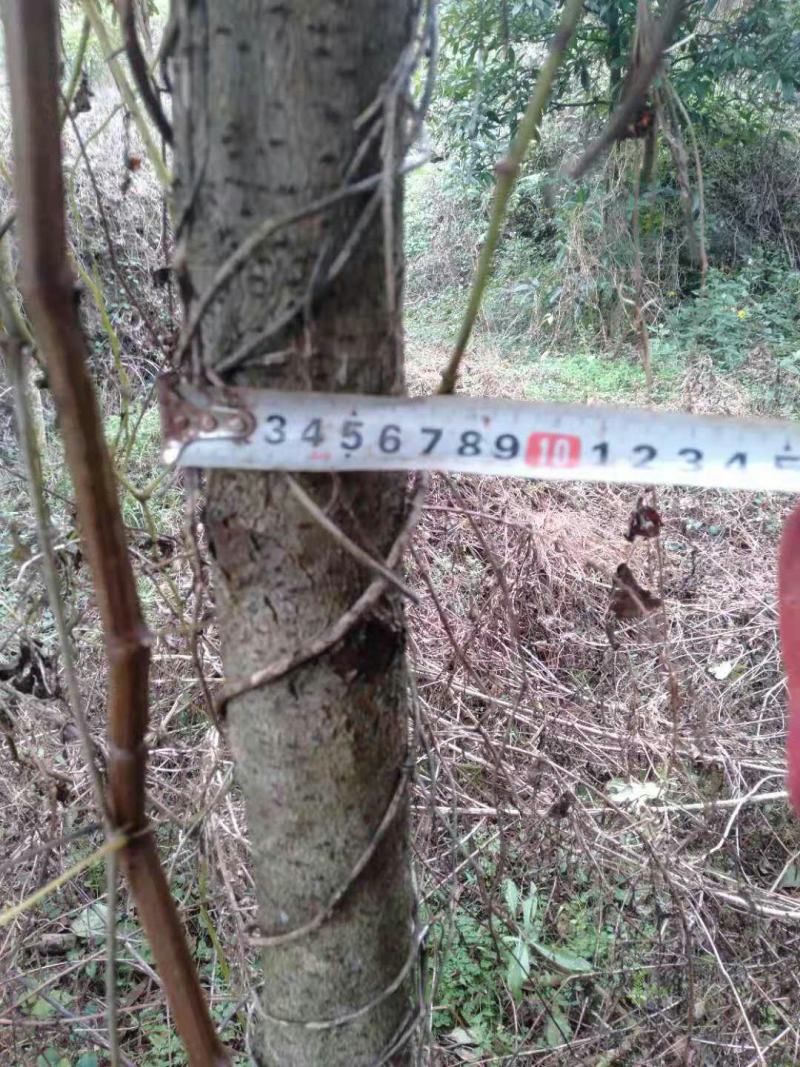 苗木种苗金丝楠木树苗