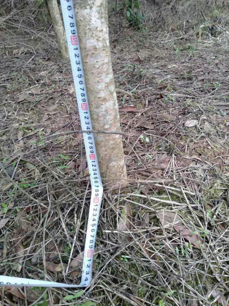 苗木种苗金丝楠木树苗