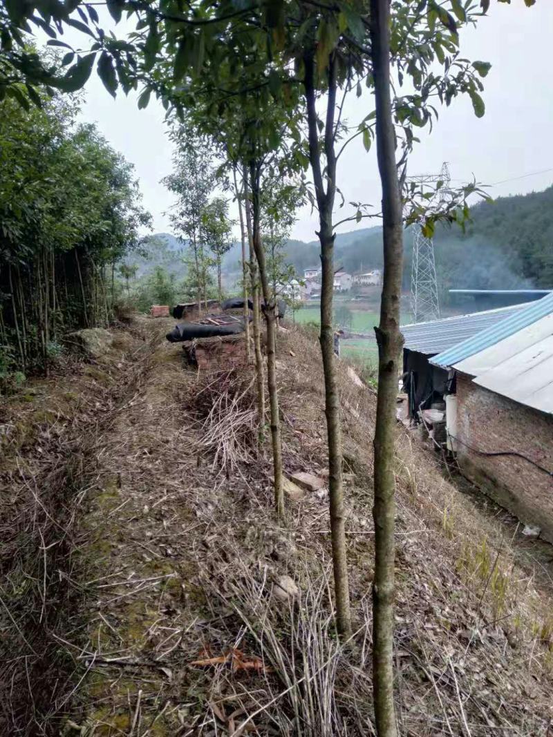 苗木种苗金丝楠木树苗