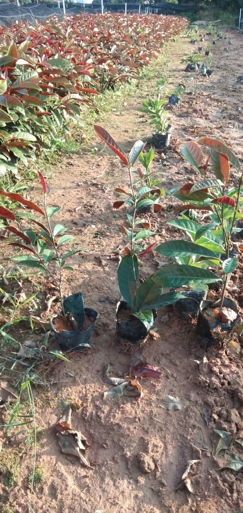 (红背桂)地被小苗东莞基地