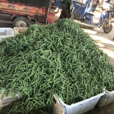 豌豆大量上市便宜有新鲜