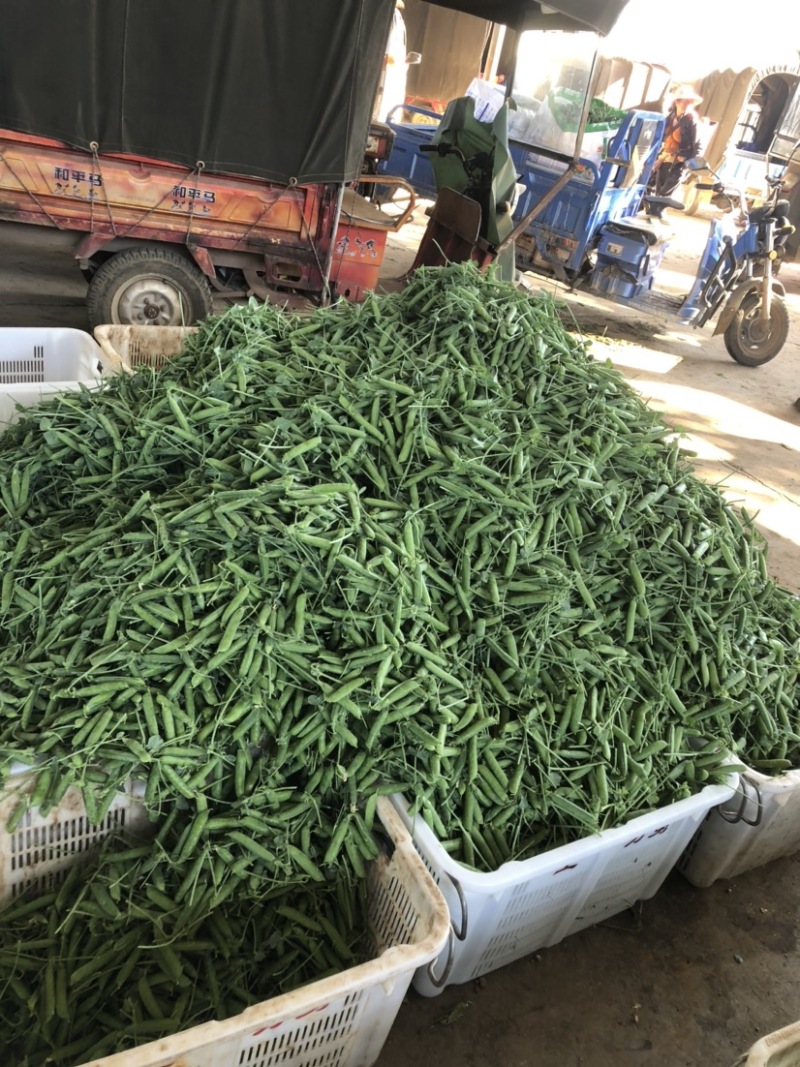 豌豆大量上市便宜有新鲜