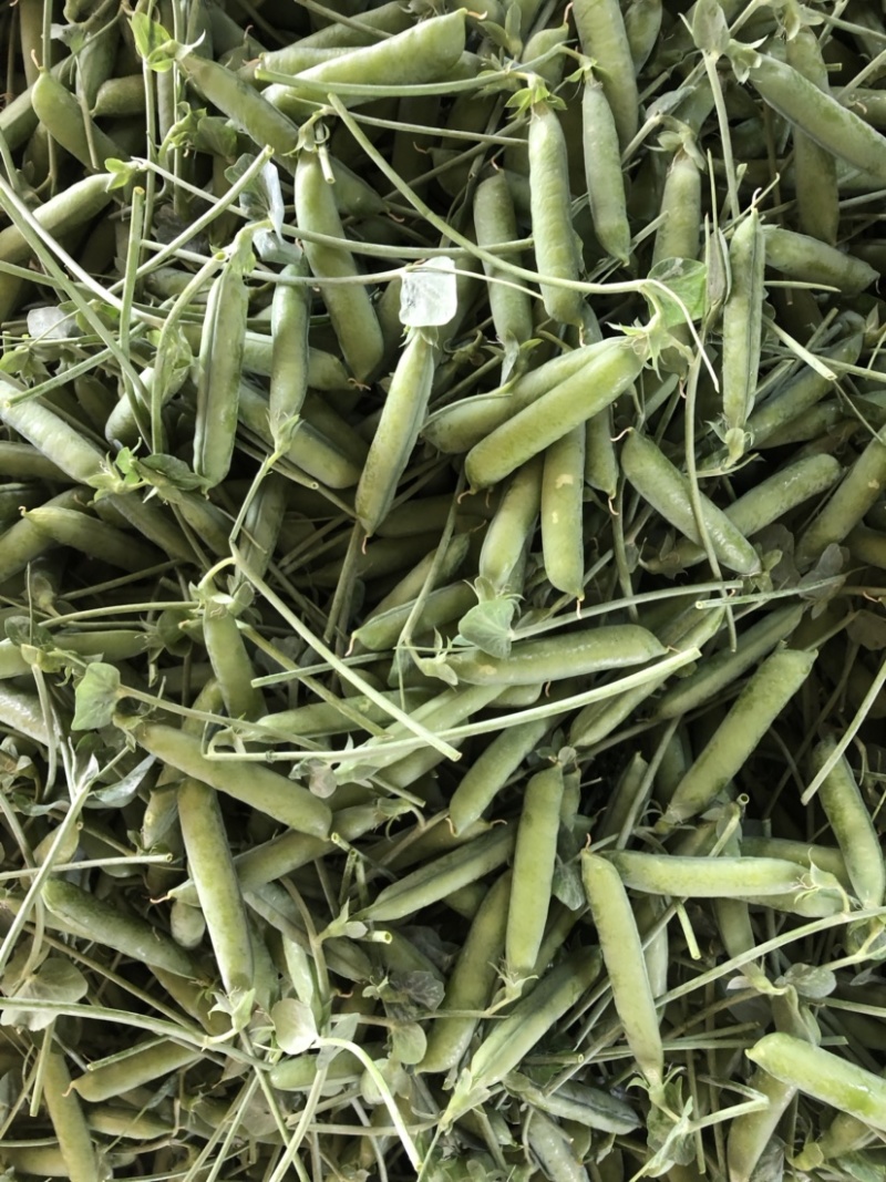 豌豆大量上市便宜有新鲜