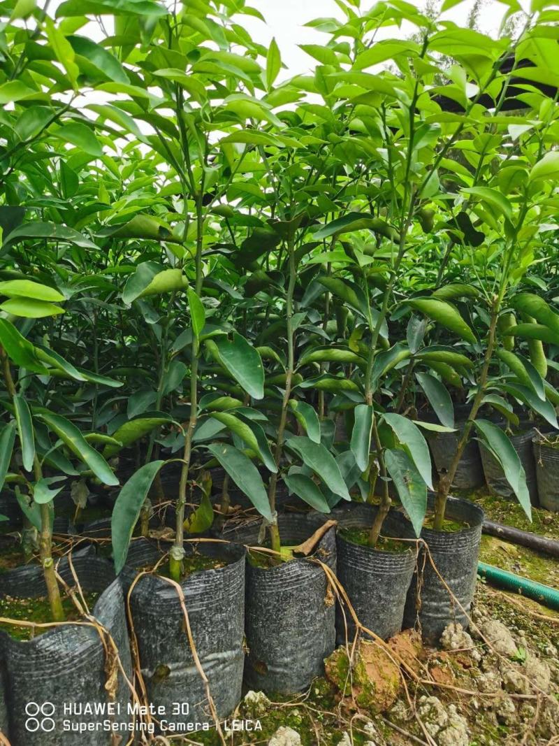 广西香橙沃柑杯苗一级苗基地直发量大从优可视频看货欢迎咨询