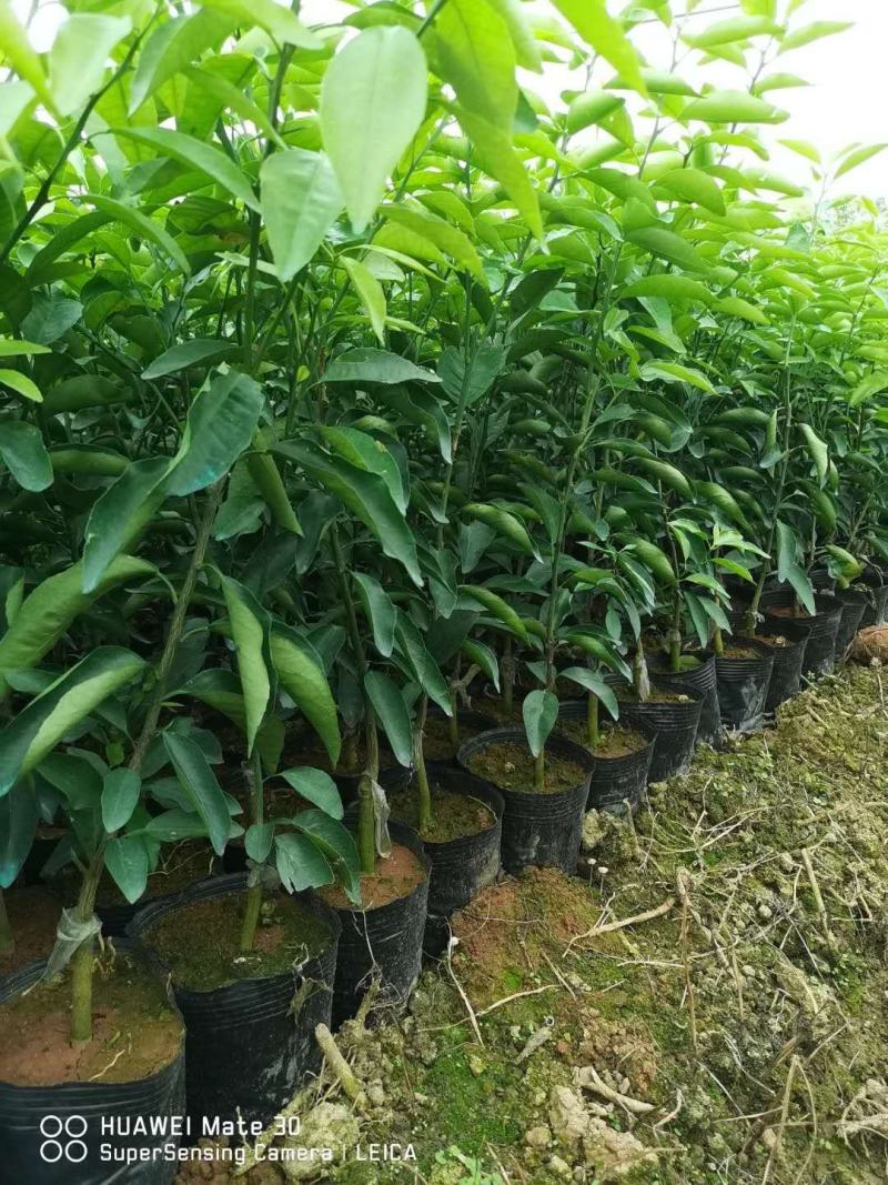 广西香橙沃柑杯苗一级苗基地直发量大从优可视频看货欢迎咨询