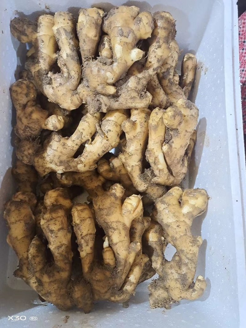 精品（大黄姜*小黄姜）《高产姜种》品质保证*常年有货