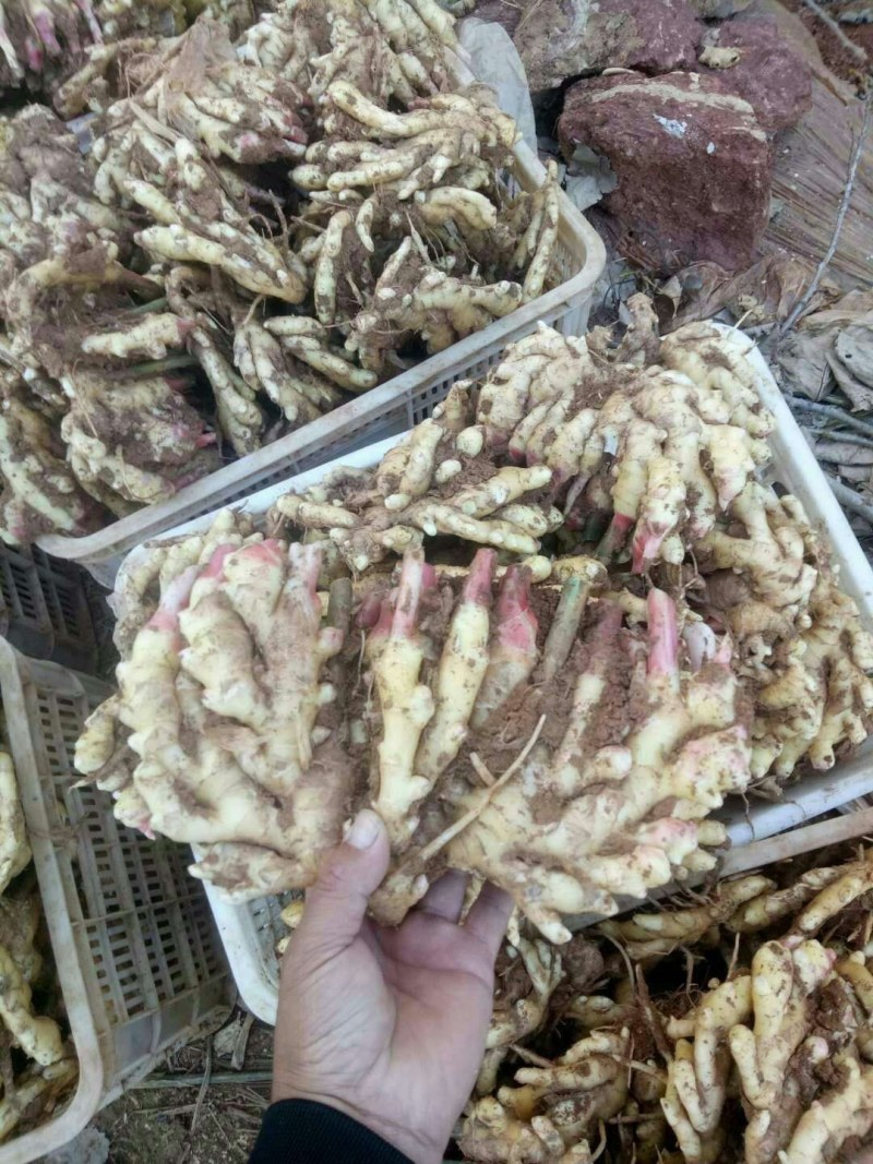 精品（大黄姜*小黄姜）《高产姜种》品质保证*常年有货