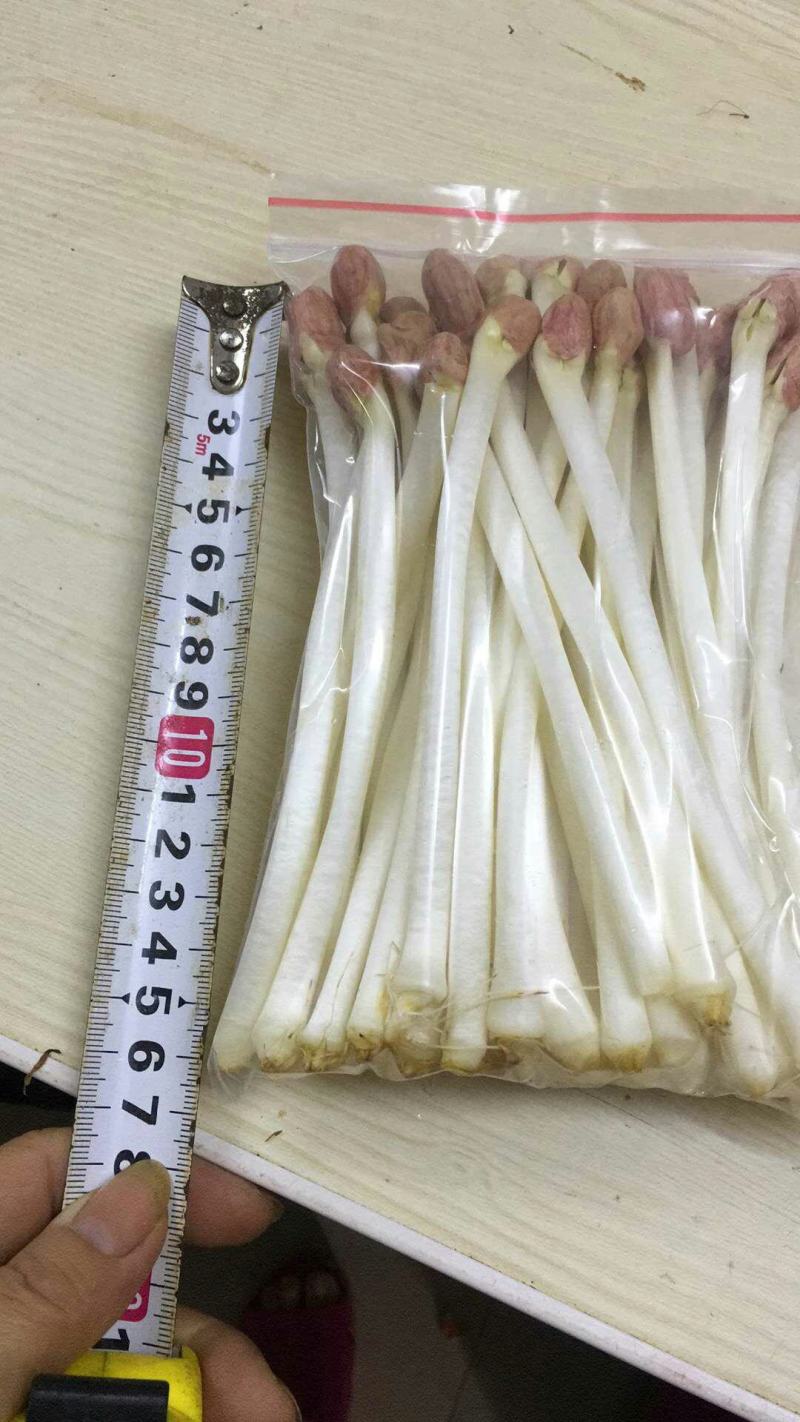致富创业：花几千就能学一门技术在家就能创业《水培花生芽》