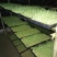 致富创业：花几千就能学一门技术在家就能创业《水培花生芽》