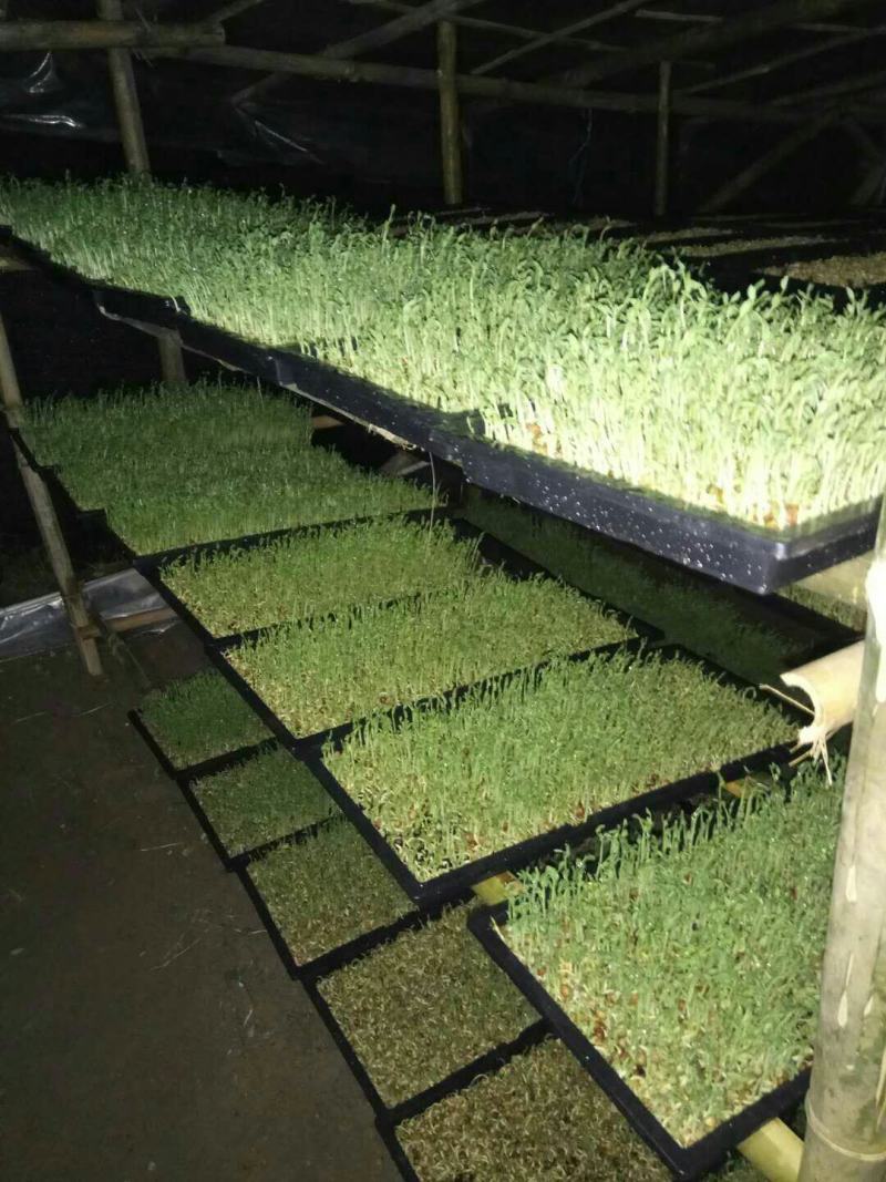 致富创业：花几千就能学一门技术在家就能创业《水培花生芽》