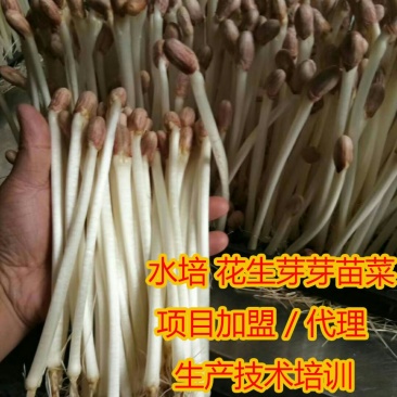 致富创业：花几千就能学一门技术在家就能创业《水培花生芽》