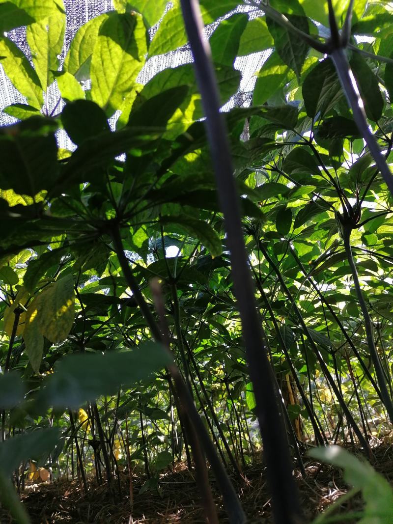 云南文山三七产地直挖货源充足支持一件代发欢迎来电咨询