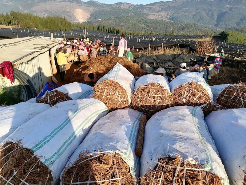 云南文山三七产地直挖货源充足支持一件代发欢迎来电咨询