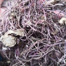 水洗紫菀，水洗无硫磺紫菀，亳州无硫磺紫菀