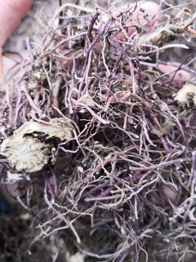 水洗紫菀，水洗无硫磺紫菀，亳州无硫磺紫菀