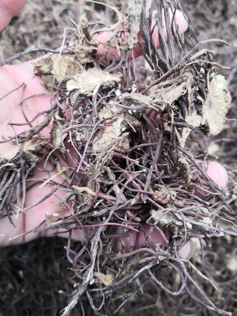 水洗紫菀，水洗无硫磺紫菀，亳州无硫磺紫菀