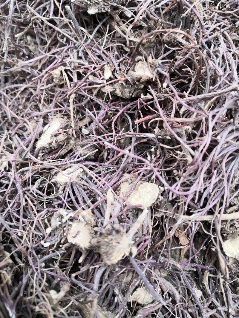 水洗紫菀，水洗无硫磺紫菀，亳州无硫磺紫菀