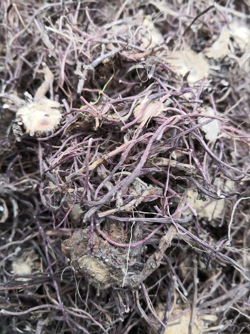 水洗紫菀，水洗无硫磺紫菀，亳州无硫磺紫菀
