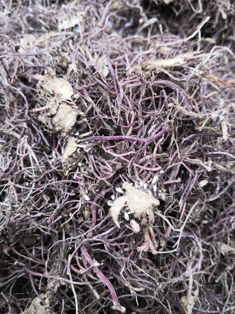 水洗紫菀，水洗无硫磺紫菀，亳州无硫磺紫菀