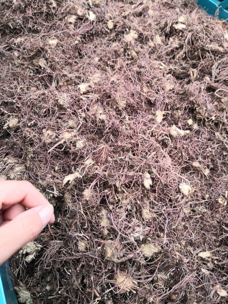 水洗紫菀，水洗无硫磺紫菀，亳州无硫磺紫菀