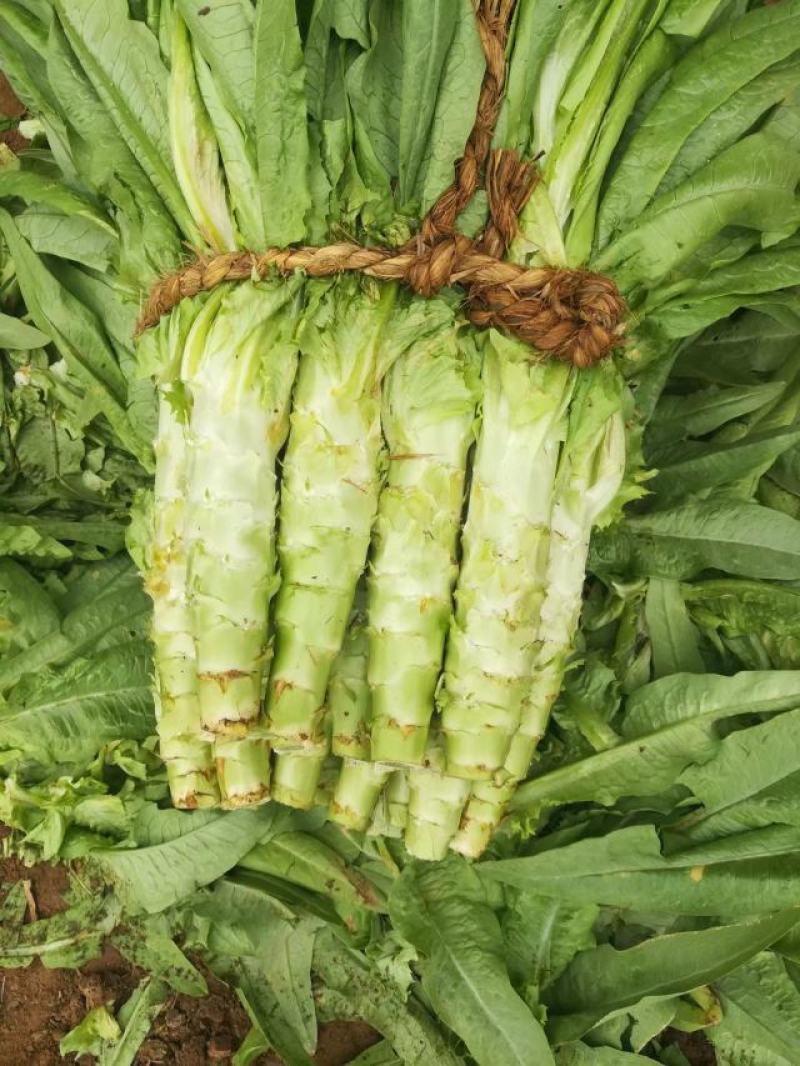 尖叶莴苣青皮青肉，基地直销质量好，需要的联系