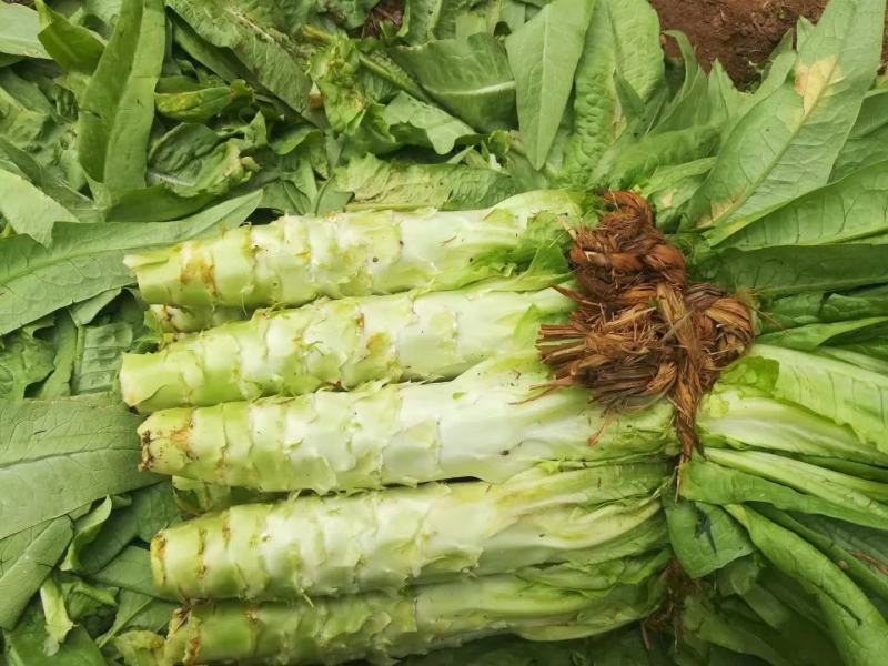 尖叶莴苣青皮青肉，基地直销质量好，需要的联系