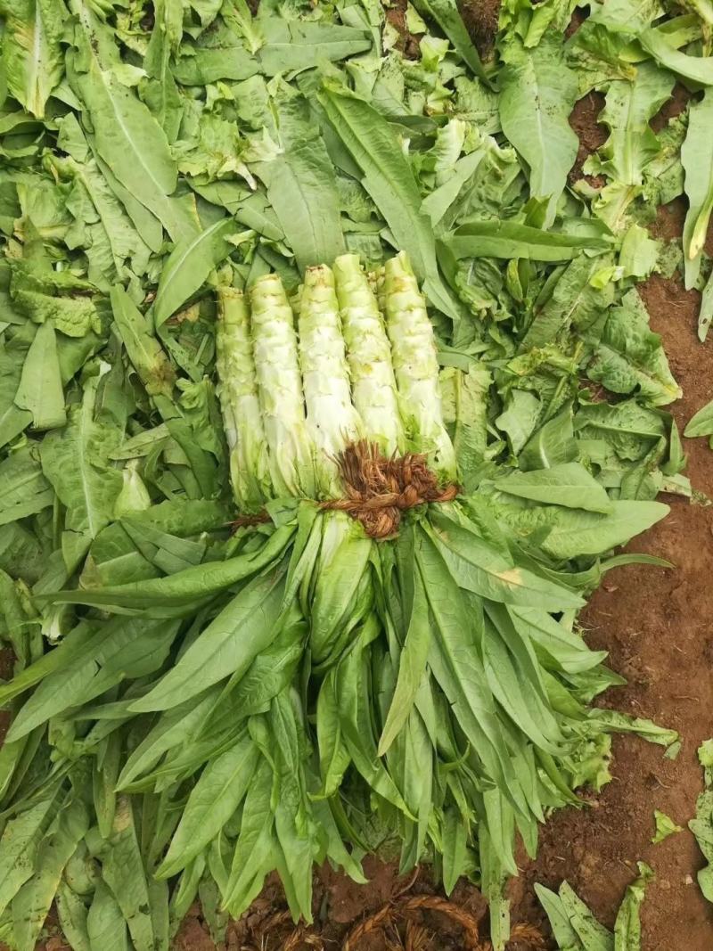 尖叶莴苣青皮青肉，基地直销质量好，需要的联系