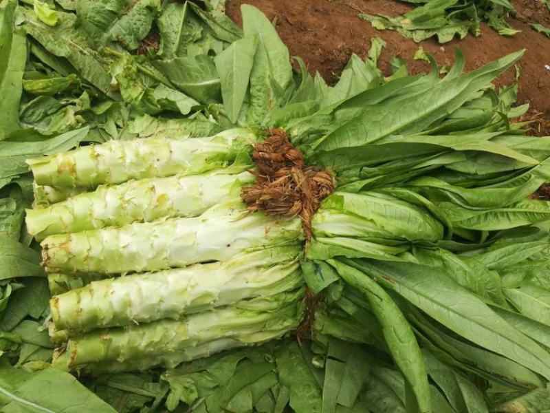 尖叶莴苣青皮青肉，基地直销质量好，需要的联系