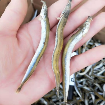 银针鱼青鱼干熟鱼即食产地直发！一手货源大量有货