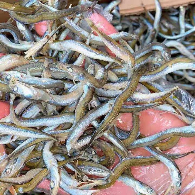 银针鱼青鱼干熟鱼即食产地直发！一手货源大量有货