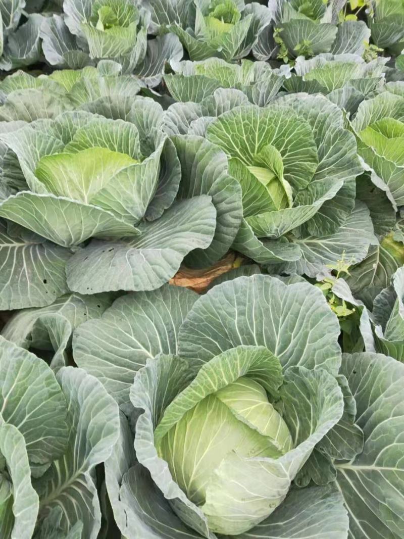 湖北甘蓝精品圆包菜产地直供一手货源支持视频看货