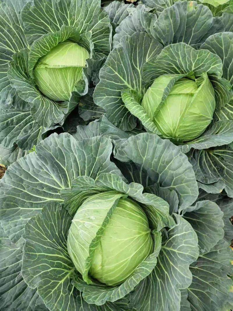 湖北甘蓝精品圆包菜产地直供一手货源支持视频看货