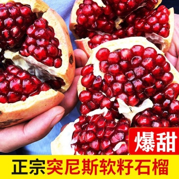 无籽石榴苗突尼斯软籽石榴树苗黑子石榴树果树南北方种植当年