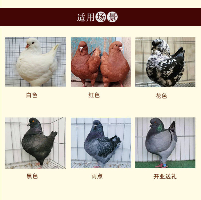 大体元宝鸽，二斤的元宝鸽品种，红色公斤鸽