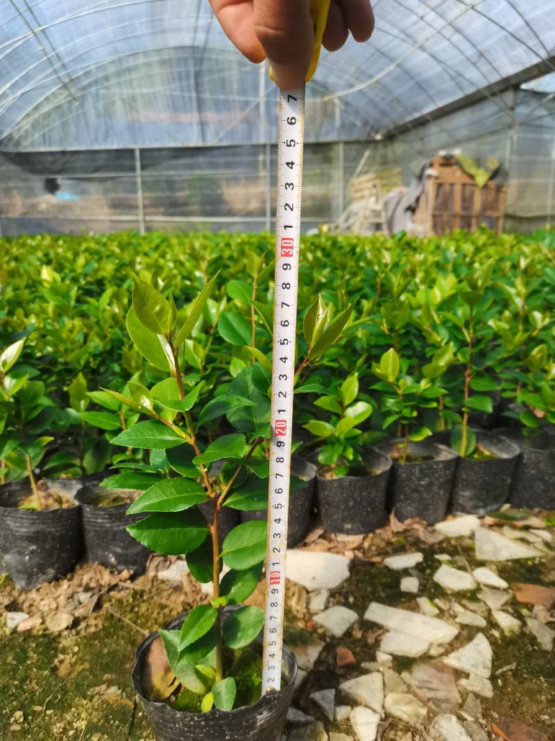 产地直销：香水茶花杯苗，耐寒耐热，室内外均可种植
