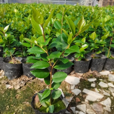 产地直销：香水茶花杯苗，耐寒耐热，室内外均可种植