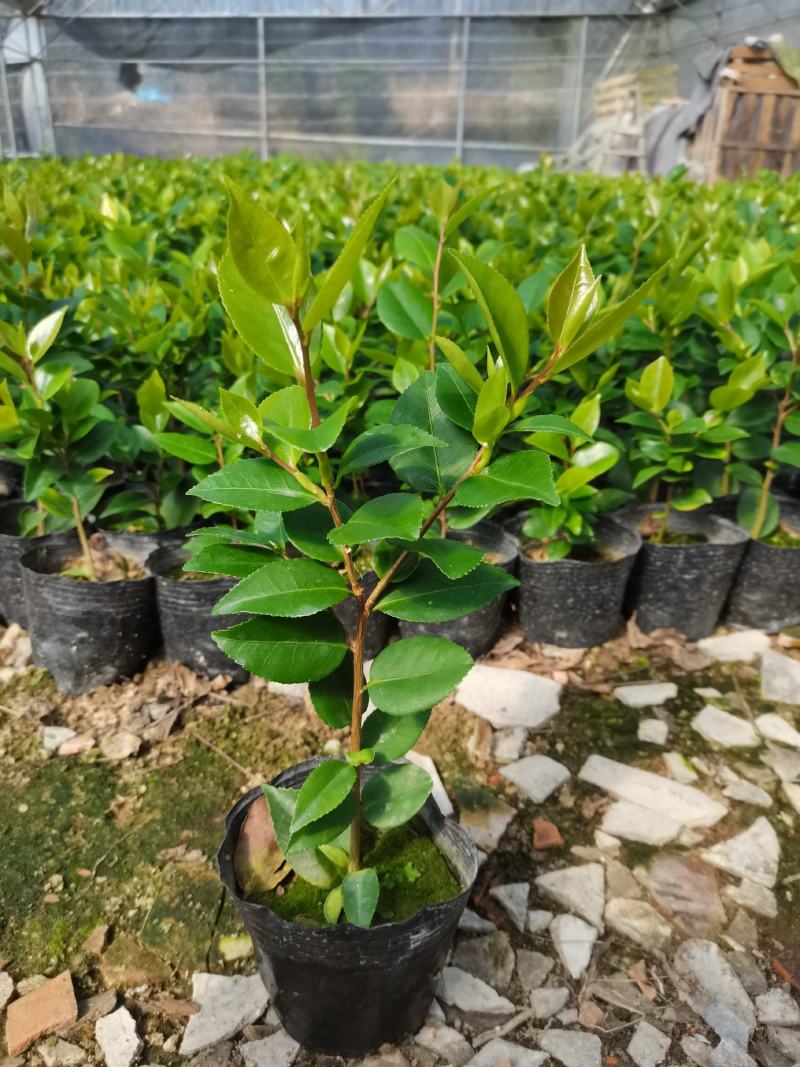 产地直销：香水茶花杯苗，耐寒耐热，室内外均可种植