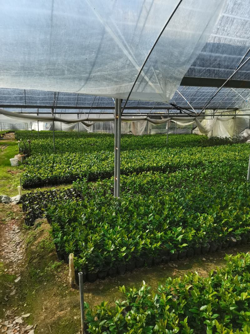 产地直销：香水茶花杯苗，耐寒耐热，室内外均可种植