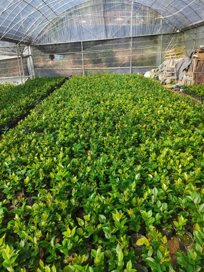产地直销：香水茶花杯苗，耐寒耐热，室内外均可种植
