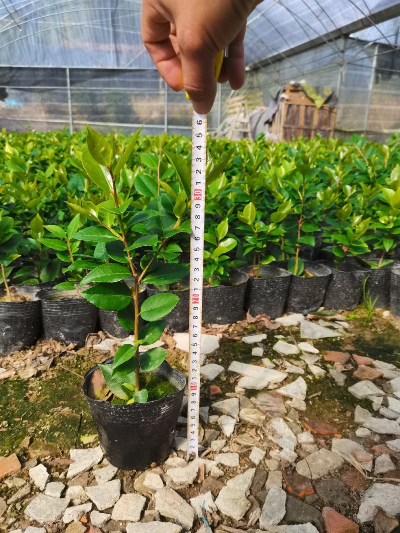 产地直销：香水茶花杯苗，耐寒耐热，室内外均可种植