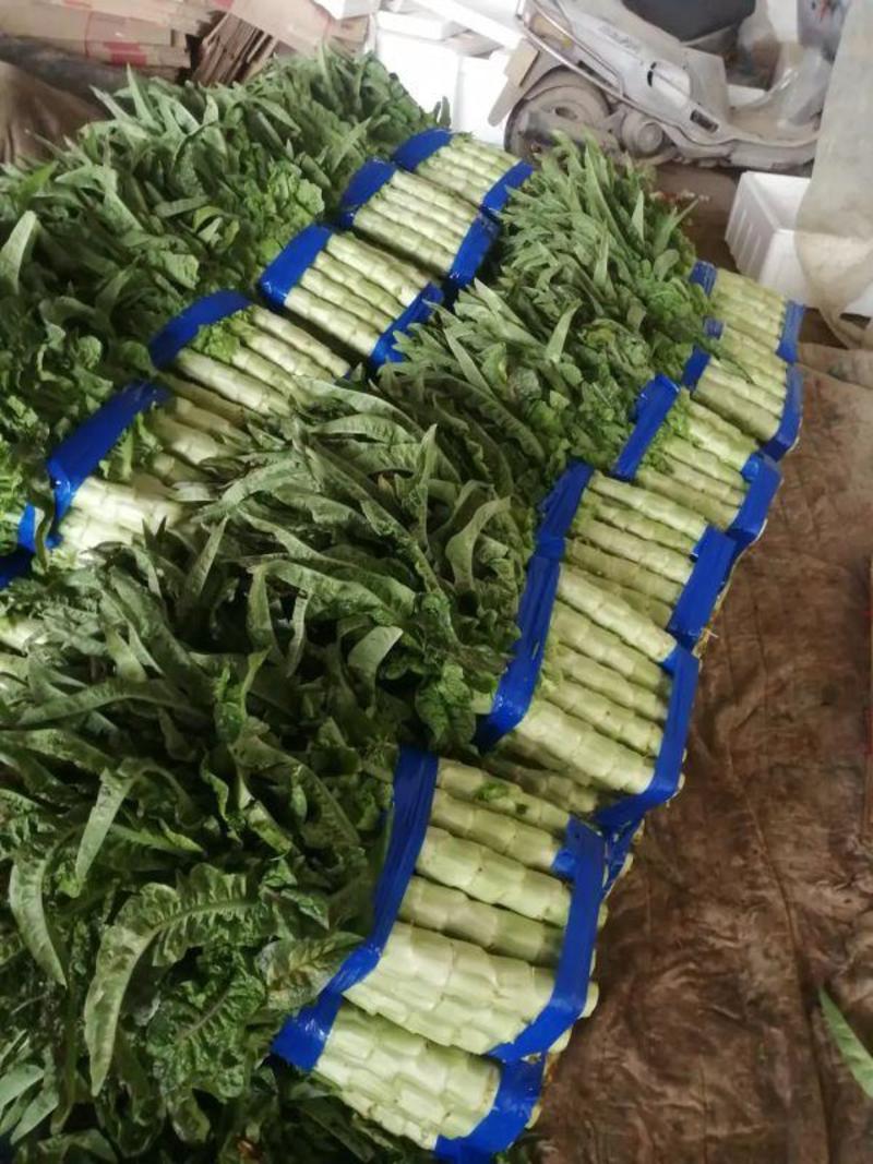 莴苣浙江大棚红尖叶莴笋叶绿肉绿1.5斤以上台州莴苣