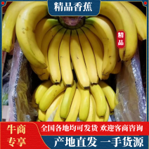 【精选热销】香蕉大量供应各大批发商微商电商自家冷库