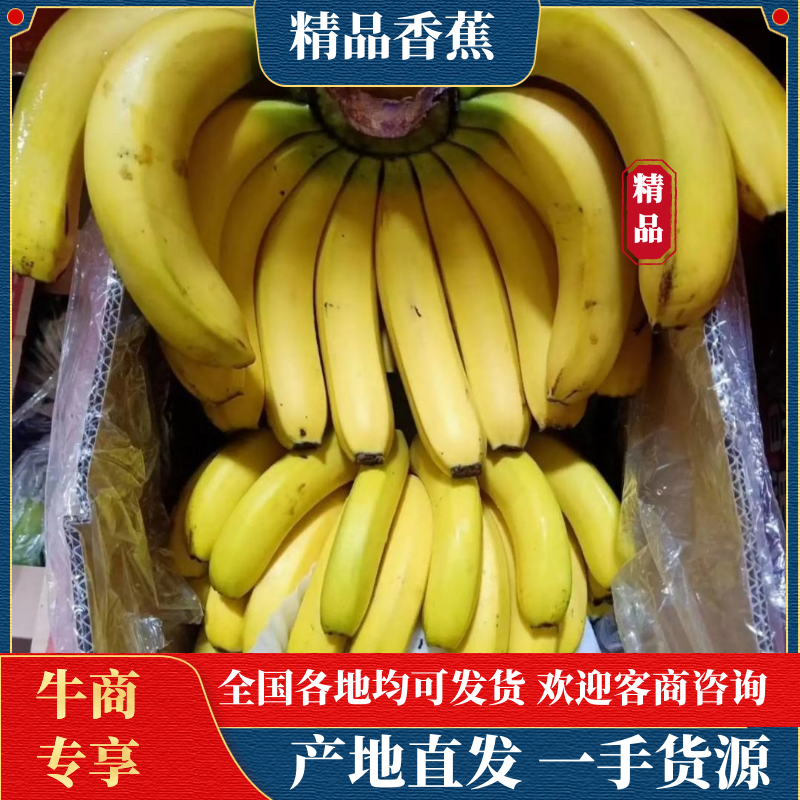 【精选热销】香蕉大量供应各大批发商微商电商自家冷库