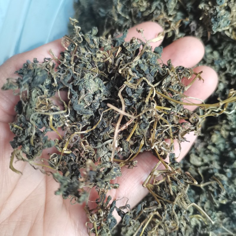 绞股蓝茶绞胡兰泡茶调压干净无杂无尘绞股兰