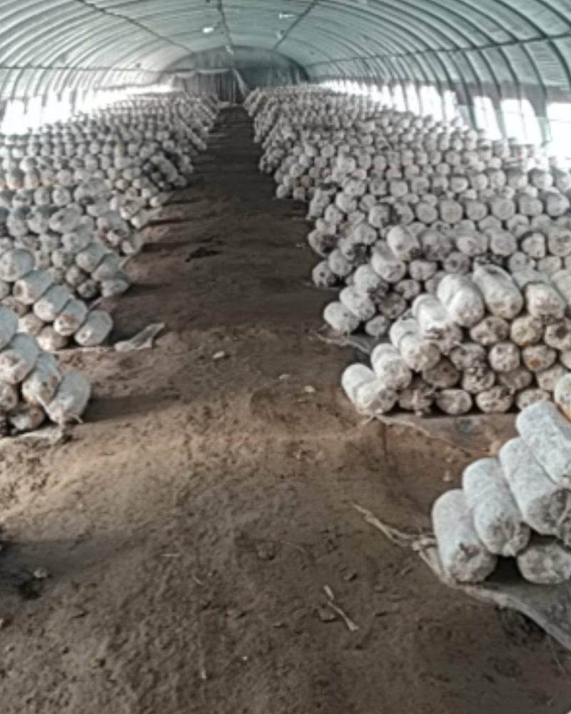 牡丹区小留镇出售优质平菇，量大从优，欢迎咨询