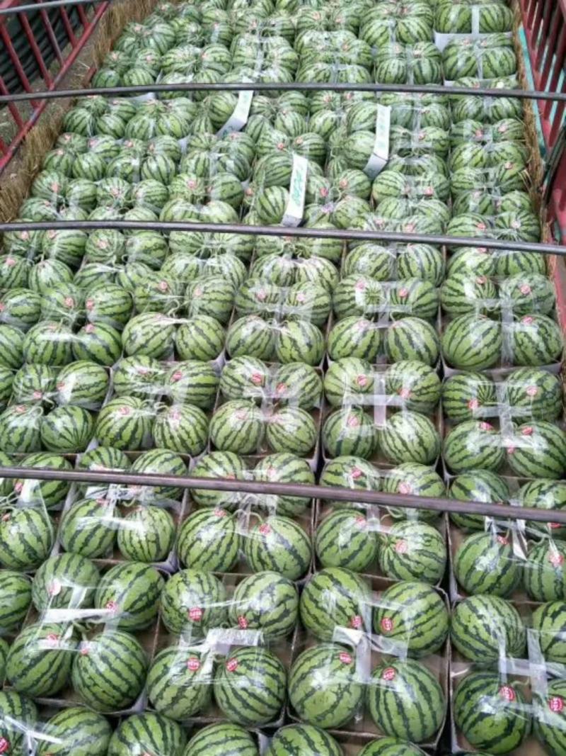 精品大棚麒麟西瓜，千亩种植基地，量大从优，欢迎订购。