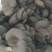 牡丹区小留镇出售优质平菇，量大从优，欢迎咨询